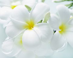 Tapeta Nature Flowers 142.jpg